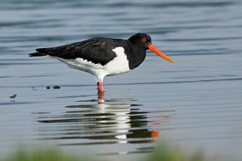 Oystercatcher (Haematopus ostralegus), foraging in the mudflats, Texel, West Frisian Islands,
