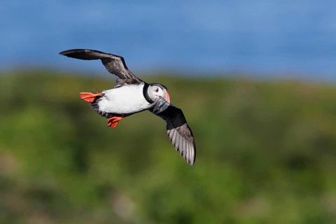 Atlantic Puffin (Fratercula arctica) flying, Grimsey Island, Iceland