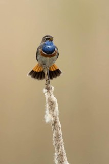 Blauwborst zittend op lisdodde, Bluethroat sitting on reed