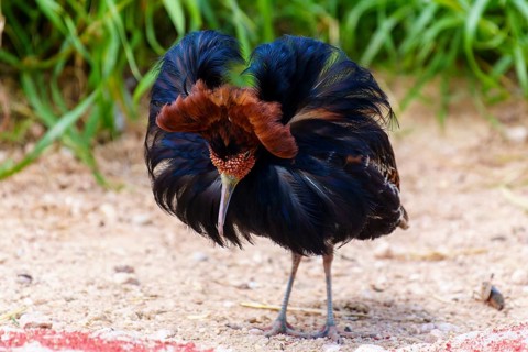 Black bird with splendid plumage on sandy ground, ruff (Calidris pugnax, syn.: Philomachus pugnax),