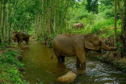 Asian elephants roam through Thailand's lush forest, walking gently through a tranquil stream. The