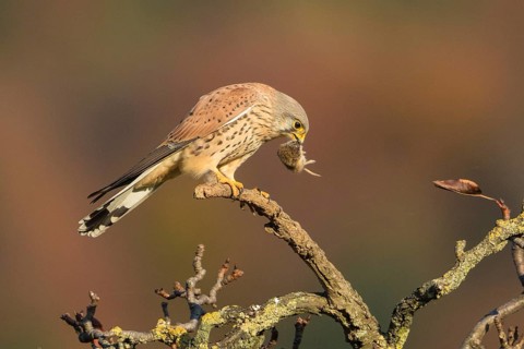 Common Kestrel (Falco tinnunculus) male with mouse prey in its beak, Baden-Wuerttemberg, Germany
