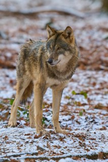 A wolf in a snowy forest looks watchfully to the side, surrounded by brown autumn leaves, Winter,