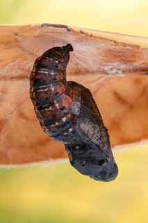 Die erwachsene Raupe des Großen Perlmuttfalter (Speyeria aglaja)