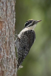 Eurasian Three-toed Woodpecker (Picoides tridactylus) male, Vorarlberg, Austria