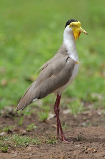 Masked Lapwing (Vanellus miles), Kakadu National Park, Australia