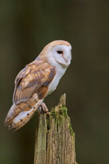 Barn owl (Tyto alba) Bavaria, Germany