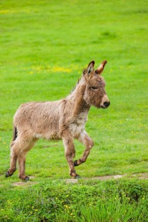 A mixed breed donkey foal runs across a green meadow