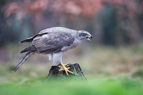 Northern Goshawk (Accipiter gentilis) female, Netherlands