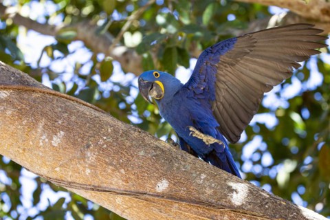 Hyacinth Macaw (Anodorhynchus hyacinthinus) Pantanal Brazil
