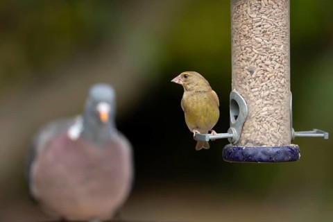 European greenfinch (Chloris chloris) adult bird on a garden bird seed feeder with a wood pigeon in