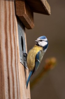 Blue tit, parus caeruleus, birds, high size, portrait format, tits, nest box, passeri, songbirds,