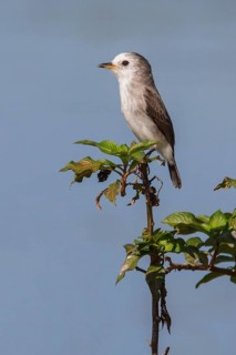 White-headed Marsh Tyrant (Arundinicola leucocephala) perched on a branch in the Atlantic