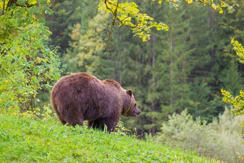 An adult female brown bear (Ursus arctos arctos) stands grazing on a green meadow. A green forest