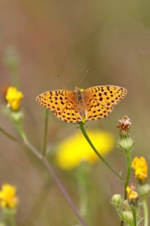 Emperor Cloak (Argynnis paphia) in a vineyard, close-up, Moselle valley, Cochem,