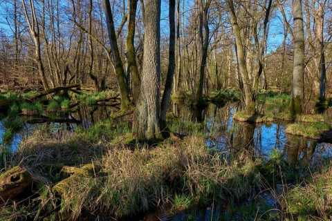 A quiet wooded area with reflecting water and dense greenery, surrounded by tall trees, spring,