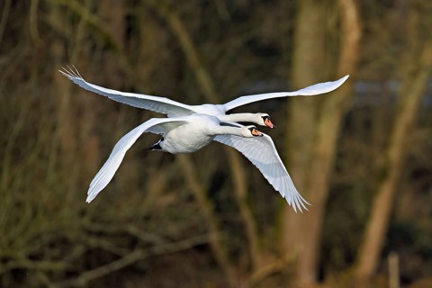 Two mute swans (Cygnus olor), in flight over the Flachsee, Canton Aargau, Switzerland