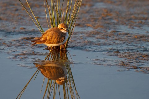 Kentish Plover (Charadrius alexandrinus) female, Mallorca, Spain
