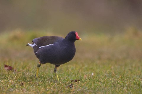 Common Moorhen (Gallinula chloropus) foraging, North Rhine-Westphalia, Germany