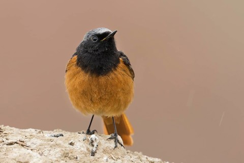 Black Redstart - Hausrotschwanz - Phoenicurus ochruros ssp. phoenicuroides, Kyrgyzstan, adult male