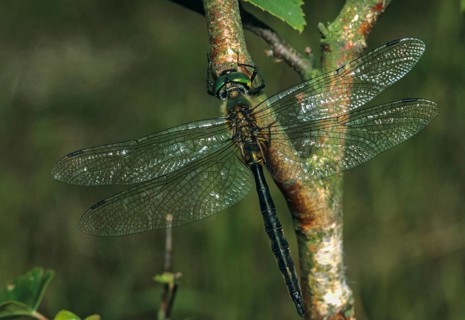 Spotted emerald dragonfly, somatochlora flavomaculata, yellow-spotted emerald, anisoptera,