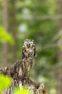 An owl perched on a tree stump in a dense forest, a Tengmalm's owl (Aegolius funereus), adult, on