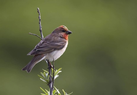 Common Rosefinch (Carpodacus erythrinus) male, Schleswig-Holstein, Germany