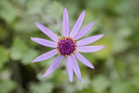 Woolly cineraria (Pericallis lanata), flower, Tenerife, Canary Islands, Spain