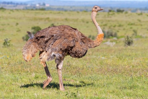Ostrich, (Struthio camelus) Animals, Birds, Africa, Addo Elephant National Park, Addo, Western