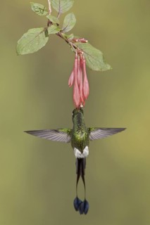 Booted Racket-tail (Ocreatus underwoodii), Ecuador