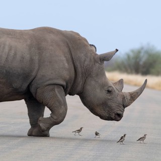 Southern white rhinoceros (Ceratotherium simum simum) surrounded by birds, adult male crossing the