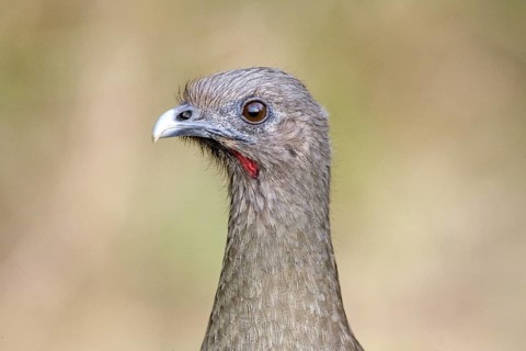 Plain Chachalaca Ortalis vetula Bentsen-Rio Grande State Park, TEXAS, United States 28 March Adult