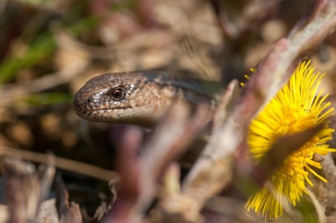 Anguis fragilis, slow worm, western slow worm, blindworm, critters, deaf adder, lizards, hazelworm,