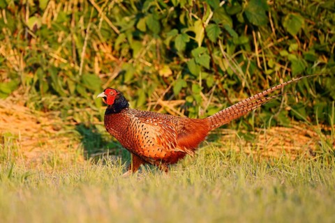 Hunting pheasant (Phasianus colchicus), cock in a meadow, North Rhine-Westphalia, Germany
