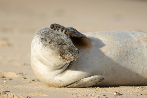 Common or Harbour or Habor seal (Phoca vitulina) adult marine mammal on a beach, England, United