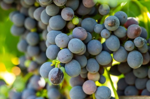 Red grapes growing in a vineyard in Chianti, Chianti Region, Tuscany, Italy