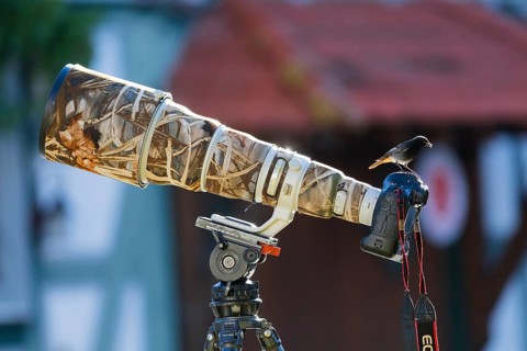 Black redstart (Phoenicurus ochruros), adult male, perched on a photographer's camera, Hesse,