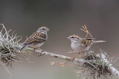 Chipping Sparrow (Spizella passerina) pair, Texas, USA