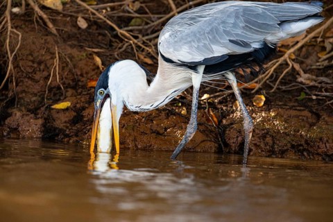 Cocoi Heron (Ardea cocoi) Pantanal Brazil