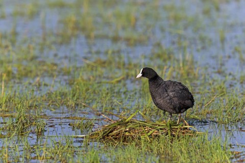 Eurasian Coot, coot, coot rail, coot rail, coot CFulica atra), water bird, family of rails, at the