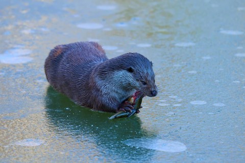 An otter lies on the ice and enjoys its fish, Winter, Otter (Lutra lutra), Hesse, Germany