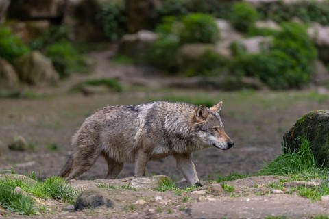 One eurasian gray wolf (Canis lupus lupus) walking between rocks. Rocks, logs and green vegetation
