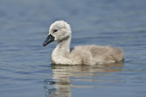 Mute Swan (Cygnus olor) chick, United Kingdom