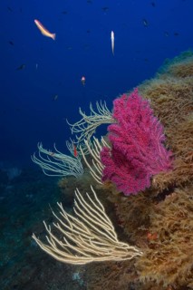 Pink and white corals, white gorgonian (Eunicella singularis) and Violescent sea-whip (Paramuricea