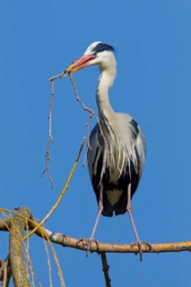 Grey heron, heron, animals, birds, flight photo, nesting material, nest, nest building, (Ardea