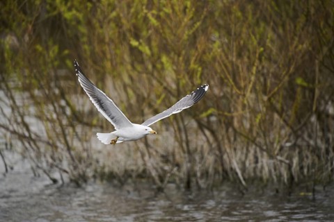 Yellow-legged gull (Larus michahellis) flying, Düne, Helgoland, Schleswig-Holstein, Germany