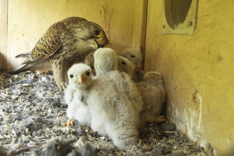 Common Kestrel (Falco tinnunculus) chick, Lower Saxony, Germany
