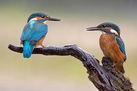 Common Kingfisher (Alcedo atthis) juvenile, Saxony-Anhalt, Germany