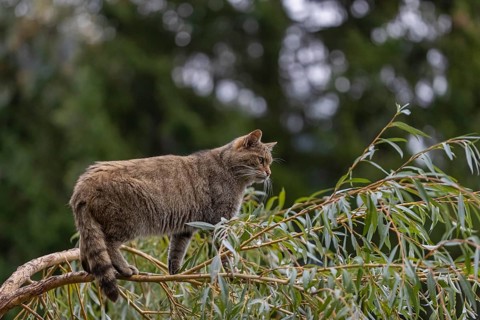 One European wildcat, Felis silvestris silvestris, sitting in a green weeping willow tree. Green