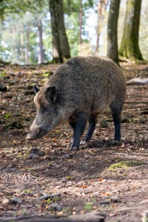 Wild boar (Sus scrofa), boar, Vulkaneifel, Rhineland-Palatinate, Germany
